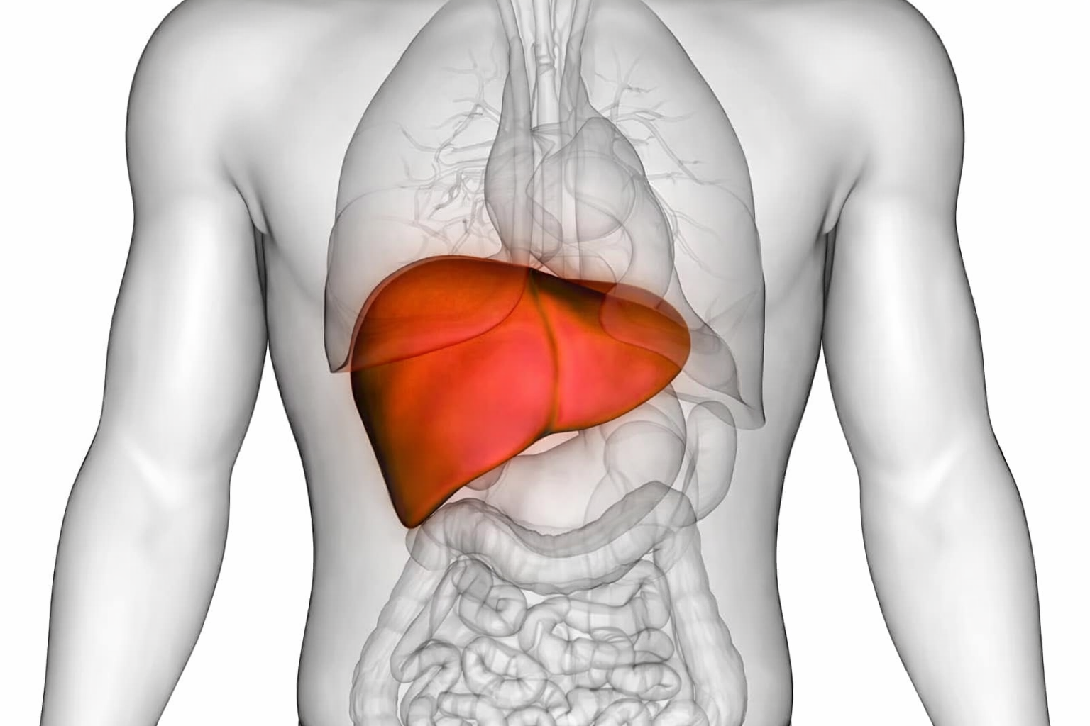 Fettleber loswerden: So bildet sich Ihre Fettleber zurück